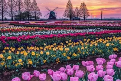 tulipan