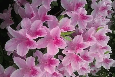 flores