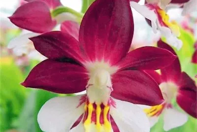 flores