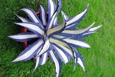 natural jigsaw puzzle