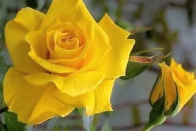 flores