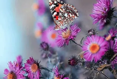natural