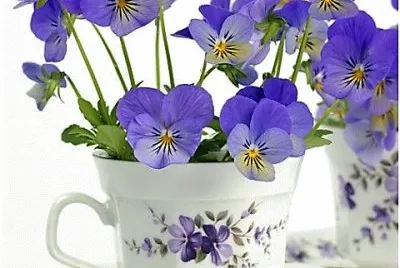 flores