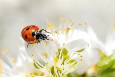 Imagem jigsaw puzzle