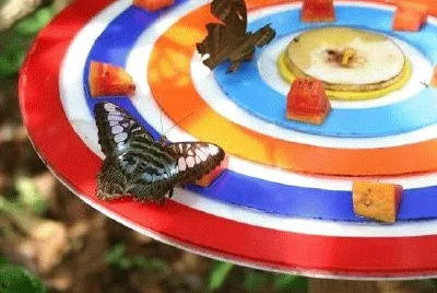 פאזל של Imagem