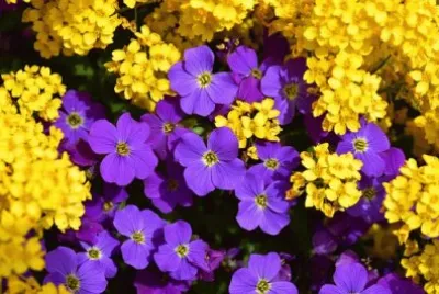 Imagem jigsaw puzzle
