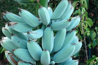 frutas