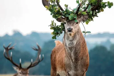 natural