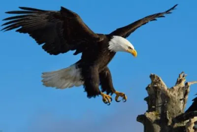 AGUILA REAL