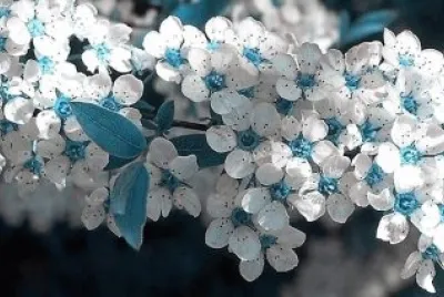flores