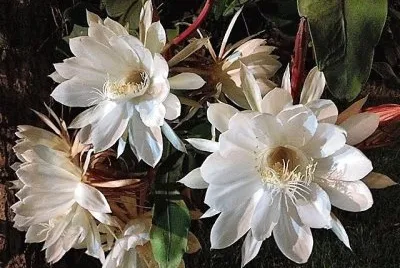 flores