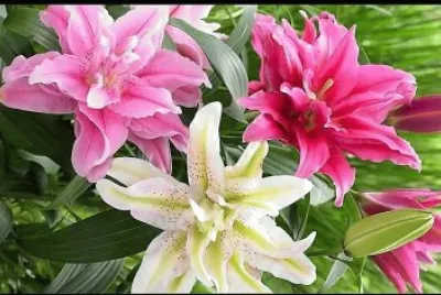 flores