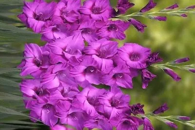 flores