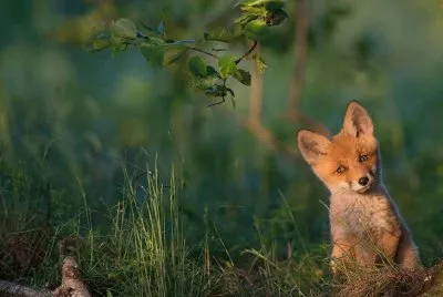 zorrito