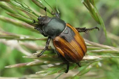 Anisoplia austriaca
