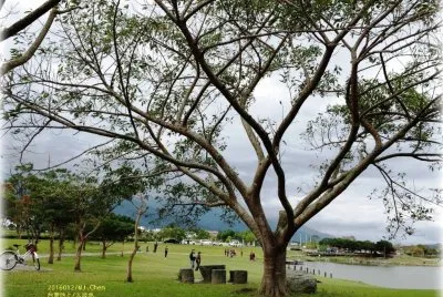 æ± ä¸Šå¤§æ³¢æ± 