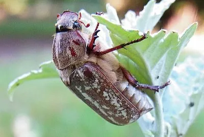 Anoxia orientalis jigsaw puzzle