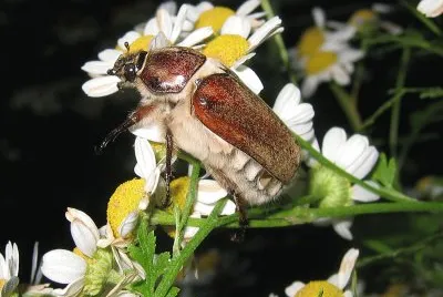 Anoxia villosa