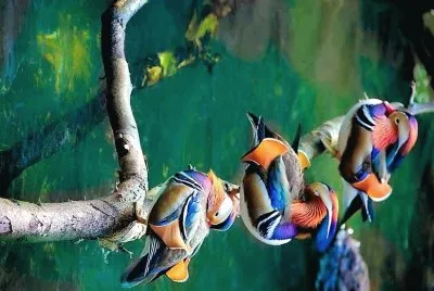 natural jigsaw puzzle
