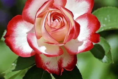 flores