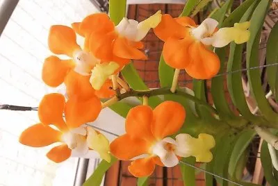 flores