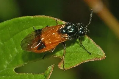 Arge cyanocrocea