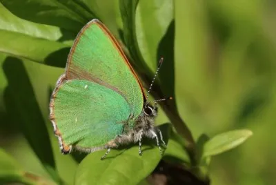Callophrys rubi jigsaw puzzle