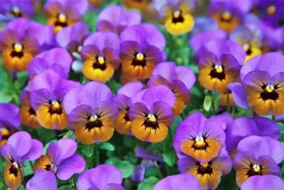 flores