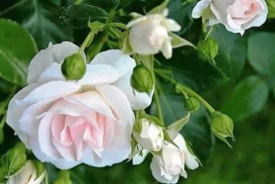 flores