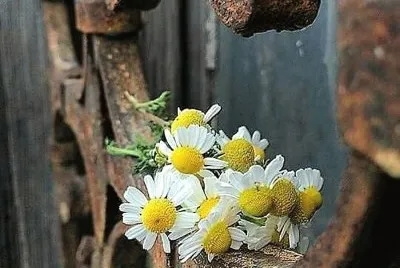 flores