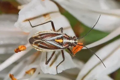 Horistus orientalis