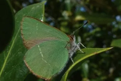 Callophrys avis
