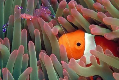 Hawaii Anemone, Clownfish, Shrimp