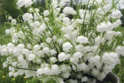 muguet