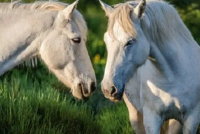 Imagem jigsaw puzzle