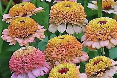 flores