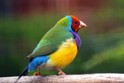 Imagem jigsaw puzzle
