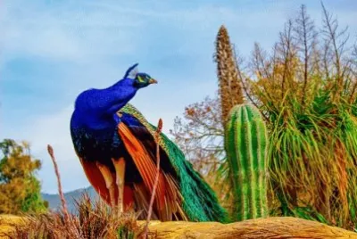 Imagem jigsaw puzzle