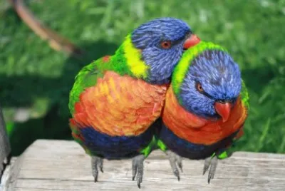 Imagem jigsaw puzzle