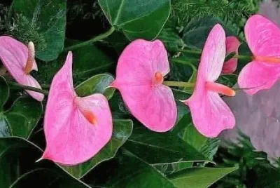 flores