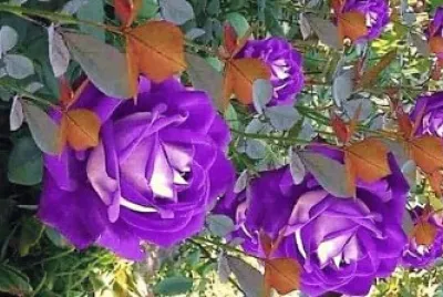 flores