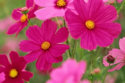 flor de campo jigsaw puzzle