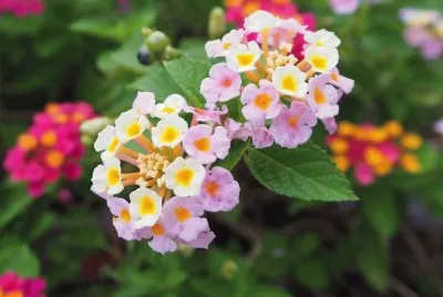 lantana