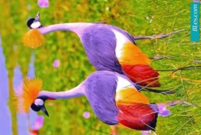 cores