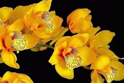 flores
