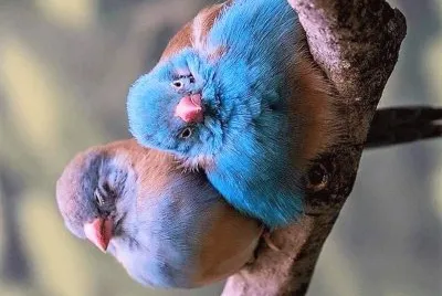 natural