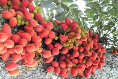 frutas