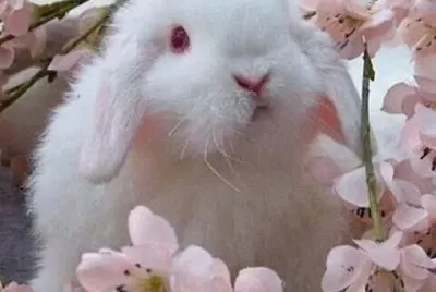 conejo