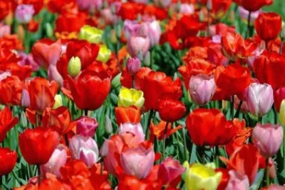 Imagem jigsaw puzzle