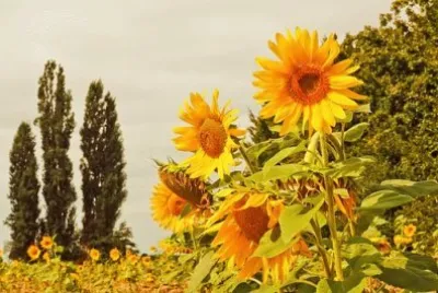 Imagem jigsaw puzzle